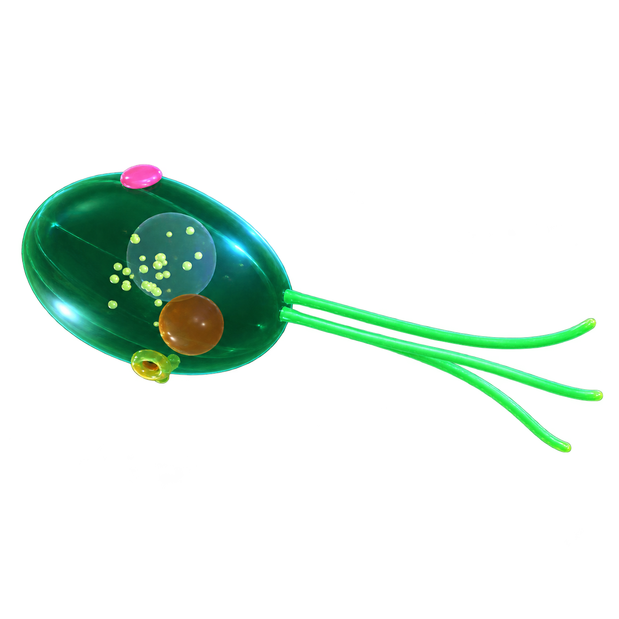Flagellate